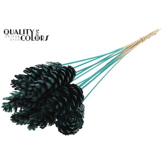 QC Strobus Pine cone on stick | Colour: Turquoise | Pine cone pick | Length ± 50 centimetre | 10 picks per bunch