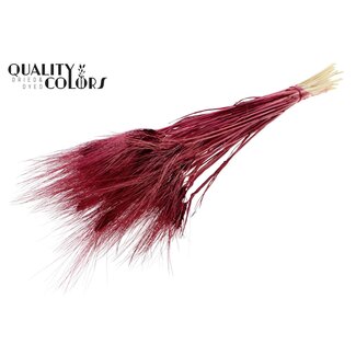 QC Dried Bleached Bearded Wheat | Colour: Bordeaux red | Triticum Beard Dried flowers | Length ± 70 centimetre | Weight 150 gram | Per bunch
