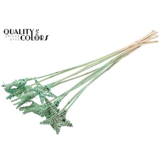 QC Rattan Lata Star on stick | Colour: Frosted Mint green | Flat spike | Length ± 50 centimetre | Per 10 stakes