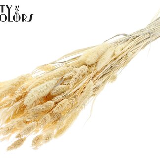 QC Bouquet Dried Bleached Flower Mix | Colour: White | Length ± 60 centimetre | Per bunch
