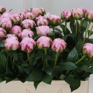Freshy Paeonia Pfingstrose L “Sarah Bernhardt” Biologisch | Farbe: Rosa | Länge ± 60 centimeter | Pro 10 frische Blumen