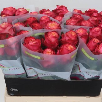 Freshy Roses “Mai Tai” | Couleur: rose | Longueur ± 60 centimeter | Par 10 roses