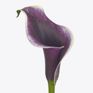 Freshy Zantedeschia Calla “Dubai Nights” | Couleur: Violet | Longueur ± 55 centimètre | Par 10 fleurs fraîches