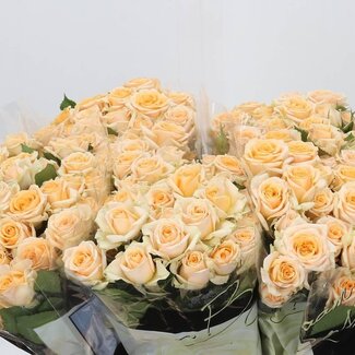 Freshy Spray rose “Trinity” | Colour: Orange | Length ± 40 centimetre | Per 10 roses