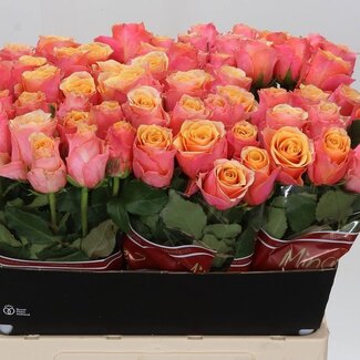 Freshy Roses “Mélange” | Couleur: Orange | Longueur ± 60 centimeter | Par 10 roses