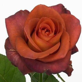 Freshy Roses “Coffee Break” | Couleur: Orange | Longueur ± 60 centimeter | Origine Ecuador | Par 25 roses