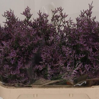 Freshy Limonium Safora “Pink Sky” | Couleur: Violet | Longueur ± 70 centimeter | Par 25 tiges de fleurs fraîches