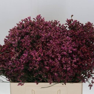 Freshy Limonium Statice Sinuata “Senecio Pink Beauty” | Kleur: Roze | Lengte ± 60 centimeter | Per 25 stelen verse bloemen