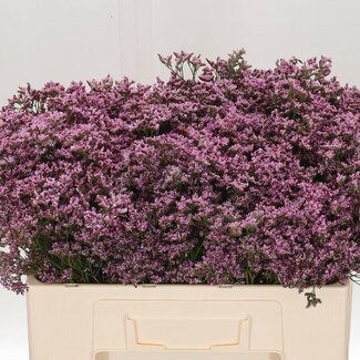 Freshy Limonium “Piuma Pink Touch” | Kleur: Roze | Lengte ± 50 centimeter | Per 25 stelen verse bloemen