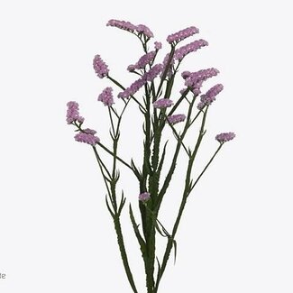 Freshy Limonium Statice Sinuata “Fantasia Wings” | Kleur: Roze | Lengte ± 60 centimeter | Per 25 stelen verse bloemen
