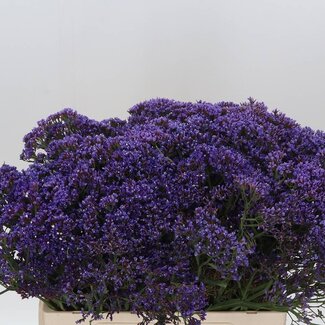 Freshy Limonium “Enchante” | Kleur: Blauw | Lengte ± 60 centimeter | Per 25 stelen verse bloemen
