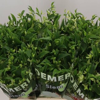 Freshy Alstroemère Fl “Jade” | Couleur: Vert | Longueur ± 75 centimeter | Par 10 tiges de fleurs fraîches