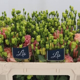 Freshy Eustoma Lisianthus double “Sabrina Orange” | Couleur: Rose | Longueur ± 70 centimeter | Par 10 tiges de fleurs fraîches