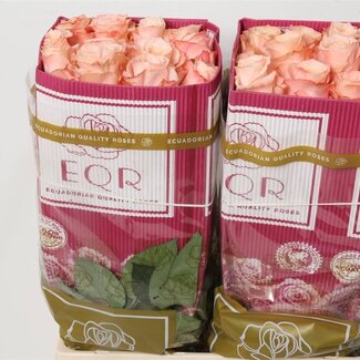 Freshy Rose à grandes fleurs “Shimmer” | Couleur: Rose | Longueur ± 60 centimeter | Origine Équateur | Par 25 fleurs fraîches