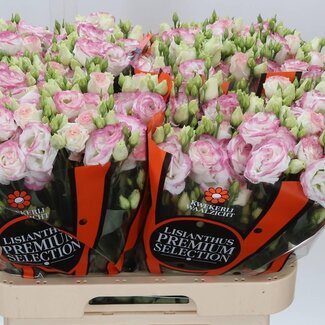 Freshy Eustoma Lisianthus Gefüllt “Croma Bridal Kiss” | Farbe: Weiß Paars | Länge ± 70 centimeter | Pro 10 Stielen frische Blumen