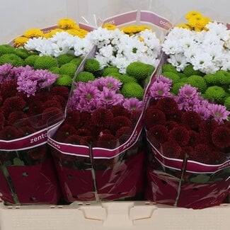 Freshy Chrysanthème Chrysant Santini Mélange “Hot” | Couleur: Couleurs mélangées | Longueur ± 55 centimeter | Par 25 tiges de fleurs fraîches