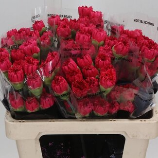 Freshy Oeillet court “Bizet” | Couleur: Rouge | Longueur ± 55 centimètre | Par 20 fleurs fraîches