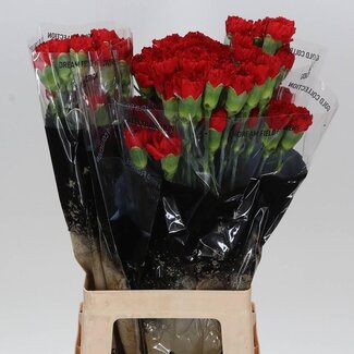 Freshy Oeillet long “Don Pedro” | Couleur: Rouge | Longueur ± 70 centimeter | Par 20 fleurs fraîches