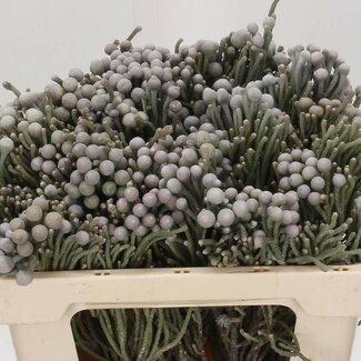 Freshy Brunia Laevis “Bleu” | Couleur: Gris | Longueur ± 50 centimètre | Par 10 fleurs fraîches