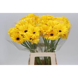 Freshy Gerbera “Olympic Gold” | Kleur: Geel | Lengte ± 65 centimeter | Per 10 verse bloemen
