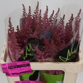 Freshy Astilbe Chinensis “Vision in Pink” | Colour: Pink | Length ± 55 centimetre | Per 20 stems fresh flowers
