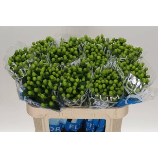 Freshy Hypericum St John's-wort “Coco Bamboo” | Colour: Green | Length ± 70 centimetre | Per 20 fresh flowers
