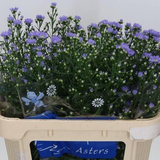 Freshy Aster hollandais “Cassandra” | Couleur: Violet | Longueur ± 70 centimeter | Par 25 fleurs fraîches