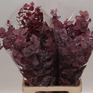 Freshy Eucalyptus Stuartiana Préservé | Couleur: Cerise | Longueur ± 70 centimètre | Par 5 bouquets