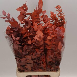 Freshy Eucalyptus Stuartiana Préservé | Couleur: Orange | Longueur ± 70 centimeter | Par 5 bouquets
