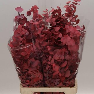 Freshy Eucalyptus Stuartiana Préservé | Couleur: Rouge | Longueur ± 70 centimeter | Par 5 bouquets