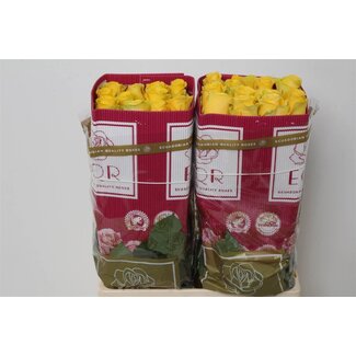 Freshy Large-flowered Rose “Brighton” | Colour: Yellow | Length ± 60 centimetre | Origin Ecuador | Per 25 fresh flowers