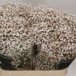 Freshy Gypsophila Gypsophile “Quicksand” Traité en couleur | Couleur: Couleurs mélangées | Longueur ± 80 centimeter | Par 25 tiges de fleurs fraîches