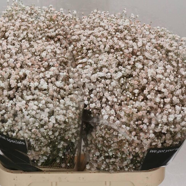 Gypsophila Gypsophile “Quicksand” Coloré | Couleur: Couleurs Mélangées | Longueur ± 80 centimeter | Par 25 Tiges de Fleurs Fraîches