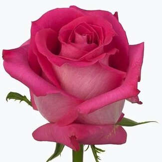 Freshy Roses “Topaz” | Couleur: Rose | Longueur ± 60 centimeter | Par 25 roses