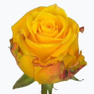 Freshy Rosen “Candlelight” | Farbe: Gelb | Länge ± 60 centimeter | Pro 25 Rosen
