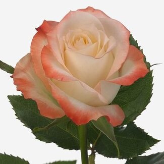 Freshy Rozen “Caberet” | Kleur: Wit Rood | Lengte ± 60 centimeter | Per 25 rozen