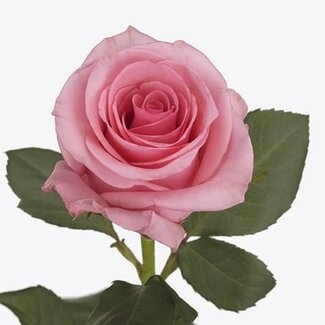 Freshy Roses “Opala” | Couleur: Rose | Longueur ± 60 centimeter | Par 25 roses