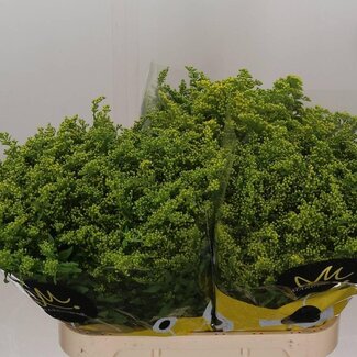 Freshy Solidago “Carzan Glory” | Kleur: Geel | Lengte ± 80 centimeter | Per 25 stelen verse bloemen