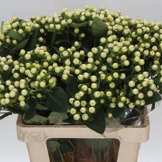Freshy Hypericum Millepertuis “Magical Snowprince” | Couleur: Jaune | Longueur ± 60 centimeter | Par 25 fleurs fraîches