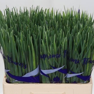 Freshy Iris “Blue Magic” | Couleur : Bleu | Longueur ± 64 centimètres | Par 50 tiges de fleurs fraîches