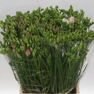 Freshy Freesia à fleurs doubles “Rosario” | Couleur: Violet | Longueur ± 54 centimètre | Par 50 fleurs fraîches