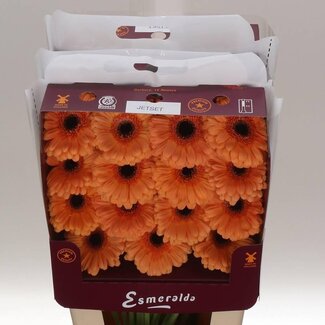 Freshy Gerbera Großblütig Aqua “Jetset” | Farbe: Orange | Länge ± 45 centimeter | Pro 15 frische Blumen