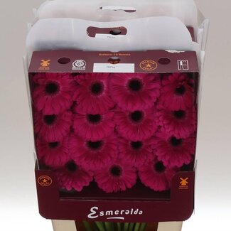Freshy Gerbera à grandes fleurs Aqua “Rich” | Couleur: Rose | Longueur ± 45 centimètre | Par 15 fleurs fraîches
