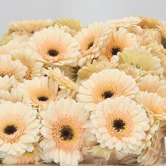 Freshy Germini Aqua “Cafe” | Kleur: Roze | Lengte ± 50 centimeter | Per 20 verse bloemen