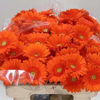 Freshy Germini Aqua “Max” | Couleur: Orange | Longueur ± 50 centimeter | Par 20 fleurs fraîches