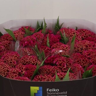 Freshy Celosia Cristata “Act Rima” | Couleur: Rose | Longueur ± 72 centimeter | Par 10 fleurs fraîches
