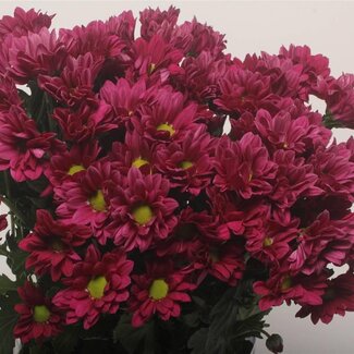Freshy Chrysanthème spray Chrysanthème “Purple Star” | Couleur: Violet | Longueur ± 70 centimeter | Par 10 tiges de fleurs fraîches