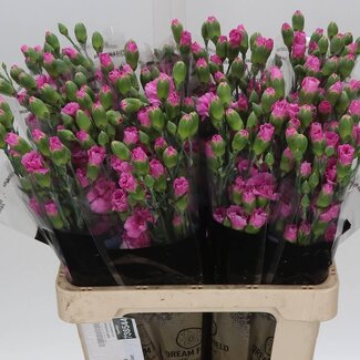 Freshy Œillet en grappe “Lilac Melissa” | Couleur: Rose | Longueur ± 60 centimeter | Par 25 fleurs fraîches