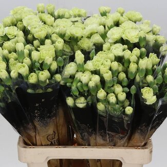 Freshy Spray carnation “Jade” | Colour: Mixed Colours | Length ± 60 centimeter | Per 25 fresh flowers