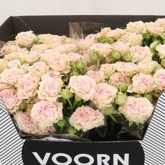 Freshy Spray rose “Sweet Flow” | Colour: Pink | Length ± 60 centimetre | Per 10 fresh flowers